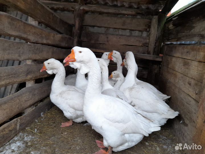 Холмогорские гуси