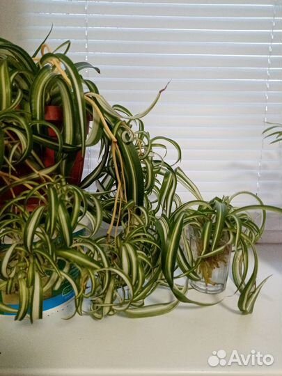 Хлорофитум кудрявый бонни