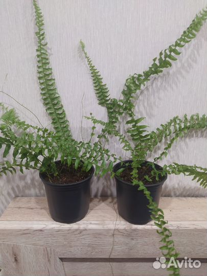 Папоротник нефролепис