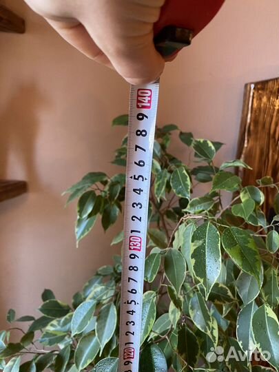 Фикус бенджамина