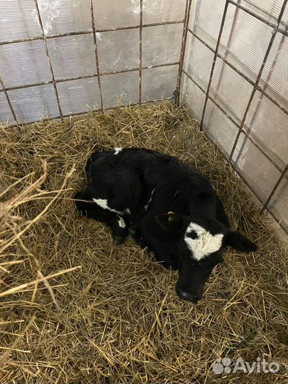 Бычки мясные на откорм