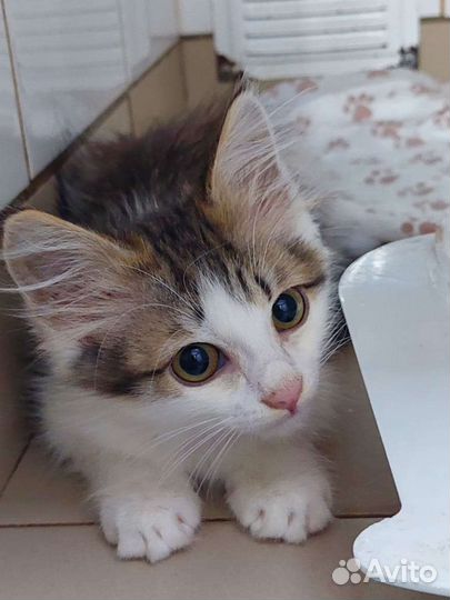 Кошечка в добрые руки