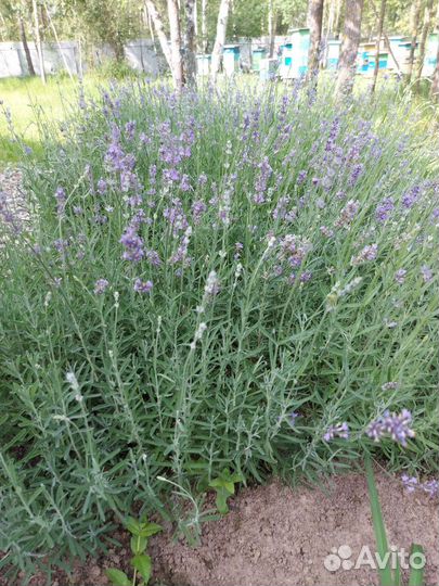 Лаванда саженцы