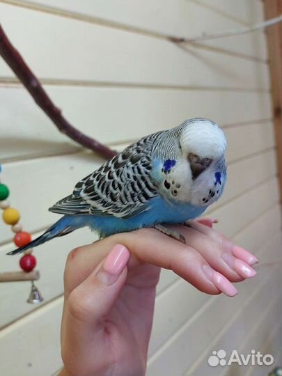 Выставочный волнистый попугай, ввп чех птенцы