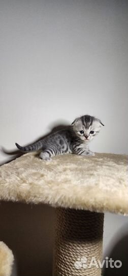 Кошки