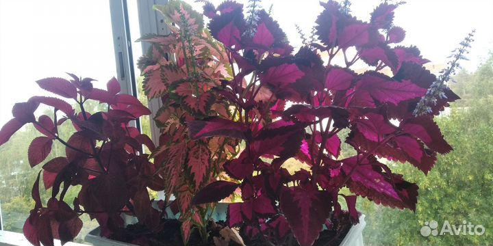 Клеродентум колеус, Каланхоэ хлорофитум