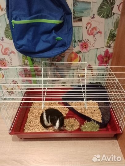 Морская свинка с клеткой бесплатно