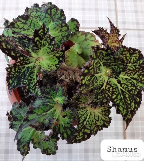 Бегонии декоративнолиственные рекс часть 1