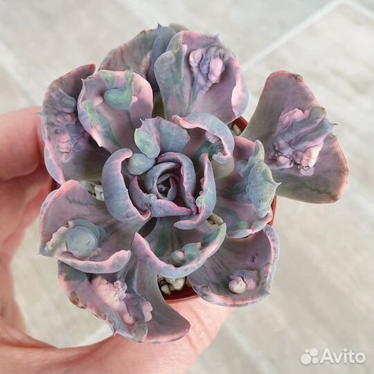 Эхеверия Beyonce