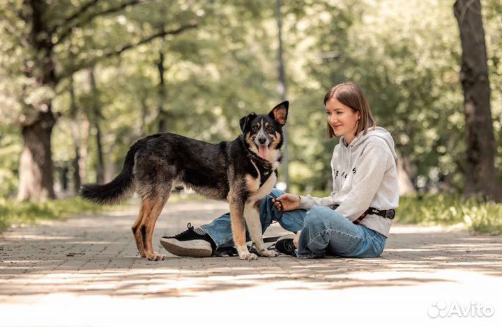 Бордер-колли метис в добрые руки