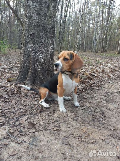 Вязка кобель бигль