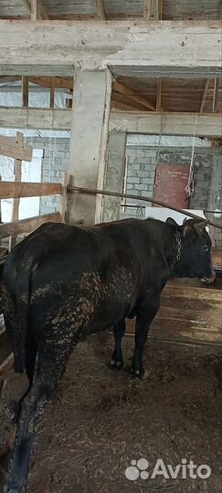 Бычки и быки на мясо