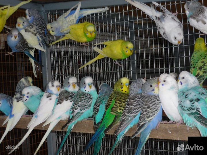 Птенчики волнистого попугайчика