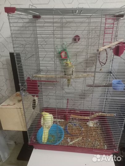 Попугай корелла с клеткой мальчик и девочка