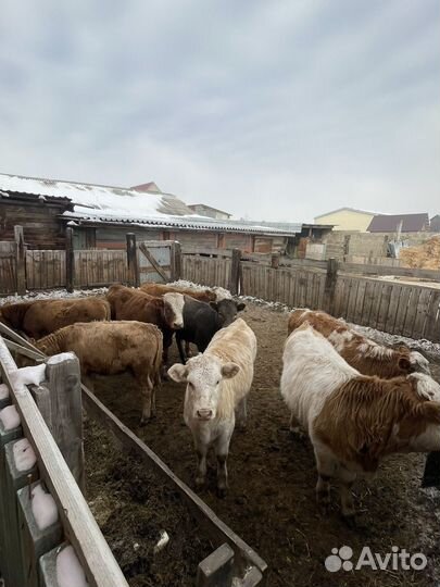 Телки и Бычки