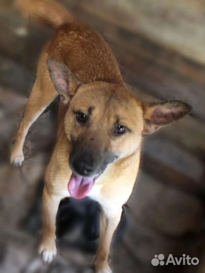 Ричи ищет дом