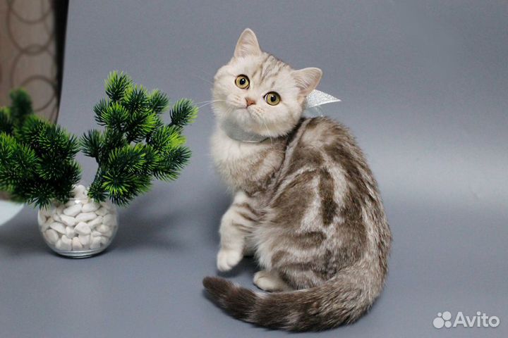 Очень красивый высокопородный мальчик