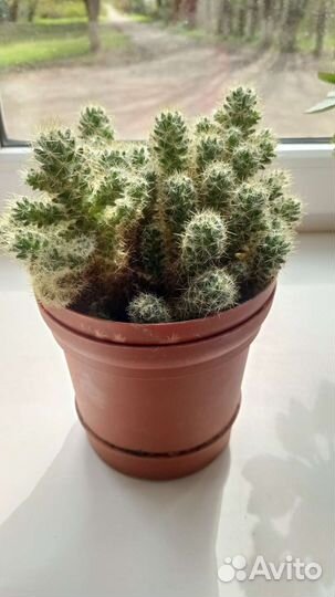 Алоэ, каланхоэ, маранта, хлорофитум кучер. по 100