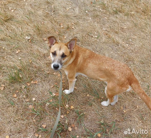 Самая лучшая собака из приюта в добрые руки