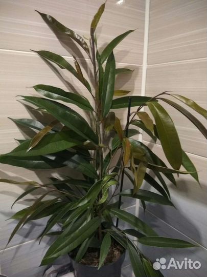 Комнатные растения