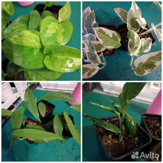 Сциндапсусы