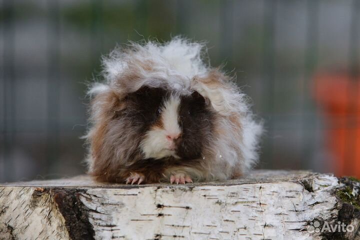 Альпака самка