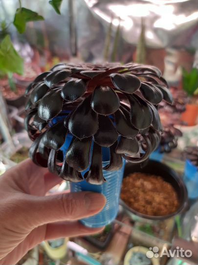 Суккулент Аэониум Эониум