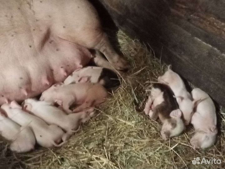 Поросята ландрас дюрок