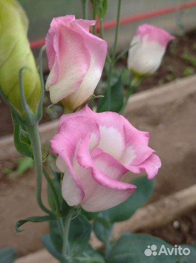 Семена эустомы