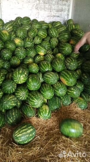 Арбуз с поле