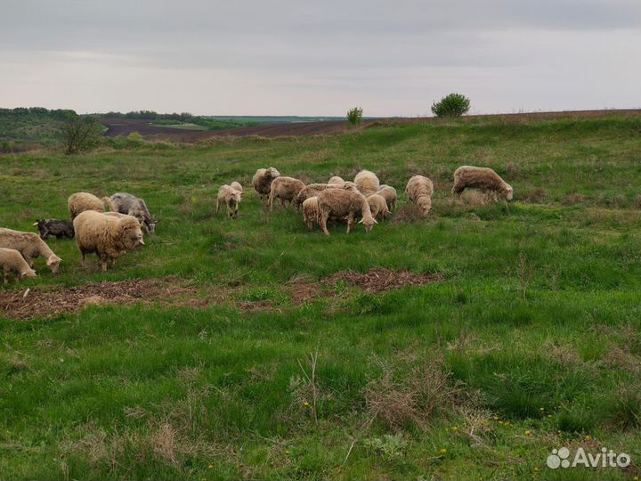 Овцы бараны ягнята