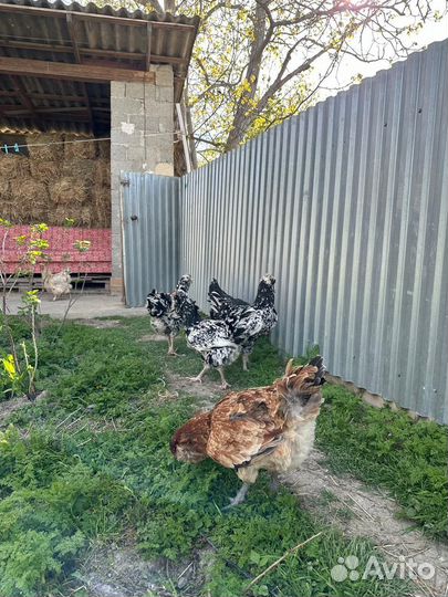 Гергебельские куры чистоган