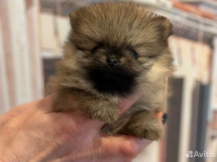 Померанский шпиц