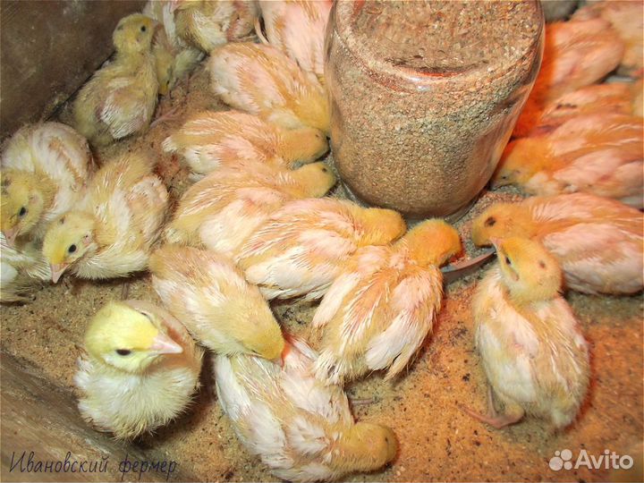 В наличии суточные перепела. Пищевое куриное яйцо