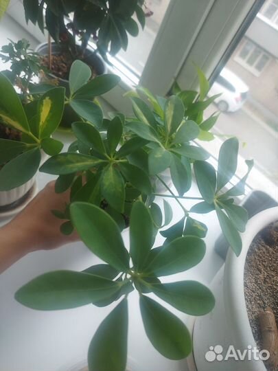 Шефлера вариегатная