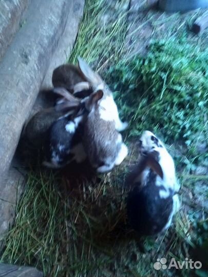 Кролики мясных пород