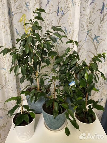 Фикус бенджамина