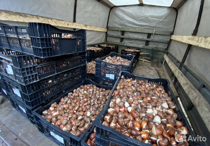 Луковицы тюльпанов опт