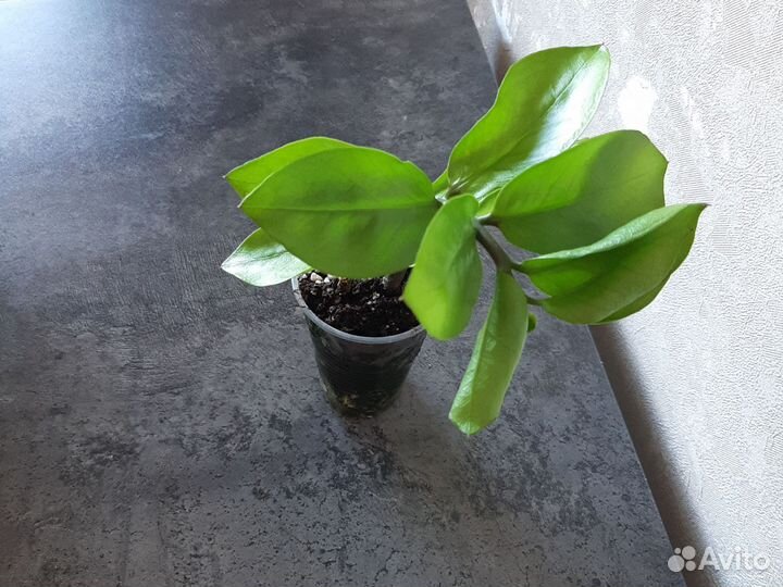 Замиокулькас