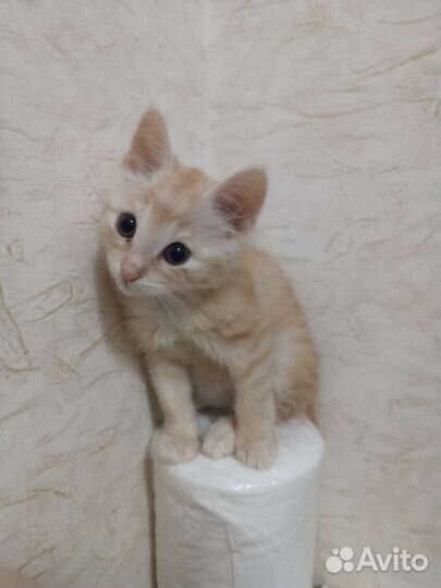 Котёнок ласковый в дар