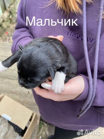 Щенки Лайки