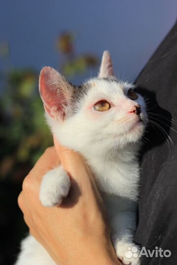 Кошечка, 4 месяца, в добрые руки