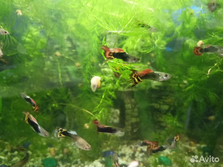 Рыбки гуппи в аквариум