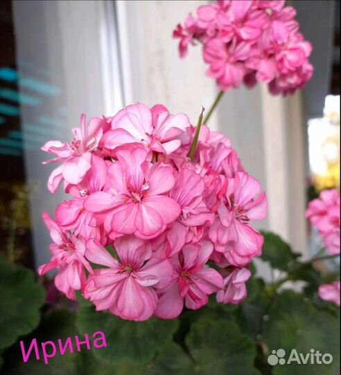 Пеларгония герань