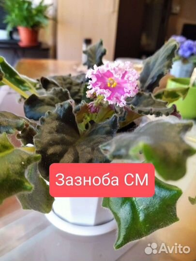 Детки сортовых фиалок