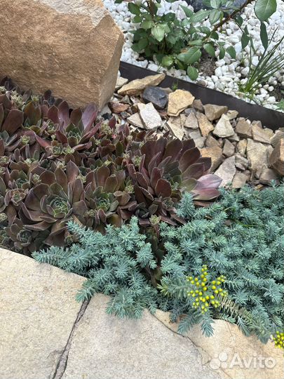 Молодило,Очитки