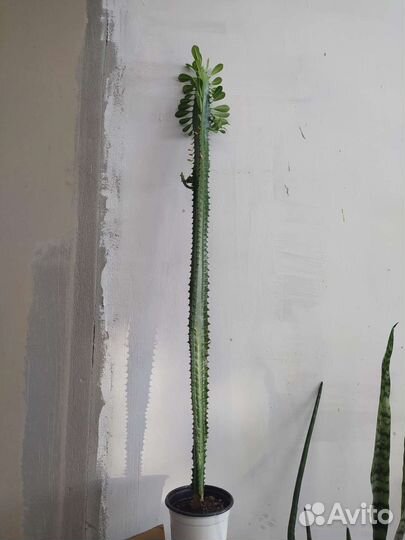 Эуфорбия Молочай треугольный кактус