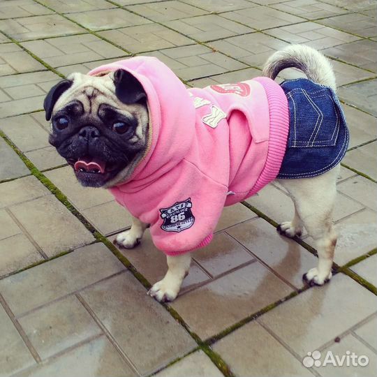 Передержка собак мелких пород