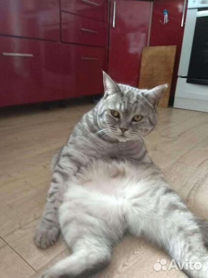 Шотландский кот