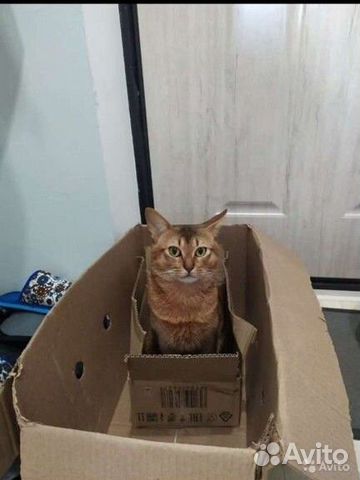 Абиссинский кот, вязка объявление продам